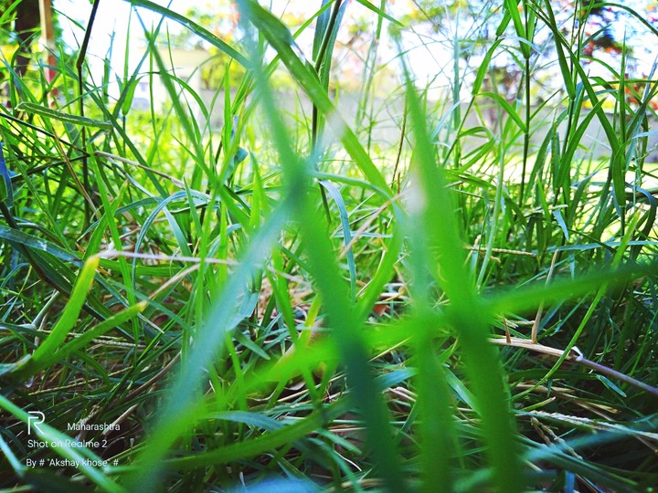 beautiful grass