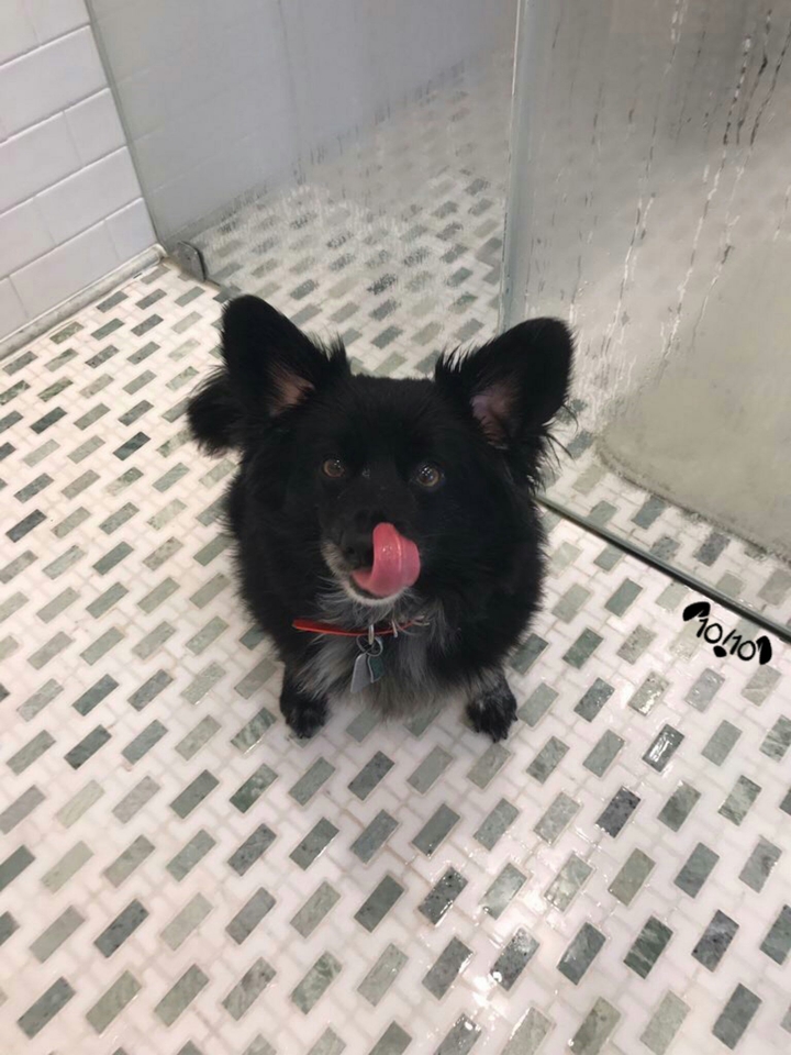 dog