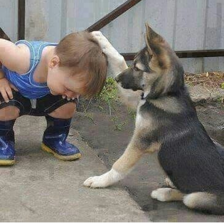 Our bestia friend, dog