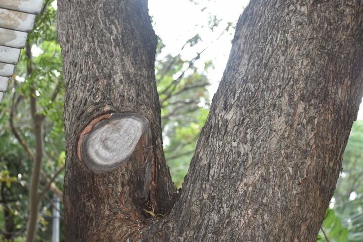 Cut tree