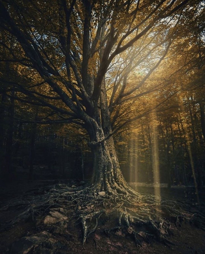 tree