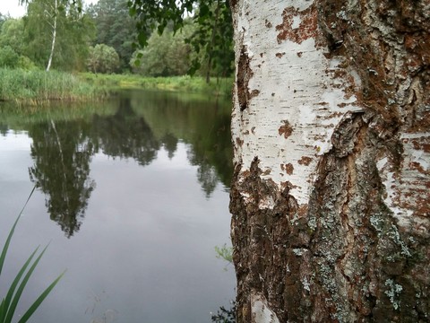 lake forest with tree