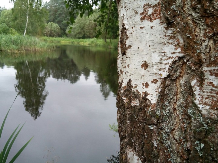 lake forest with tree