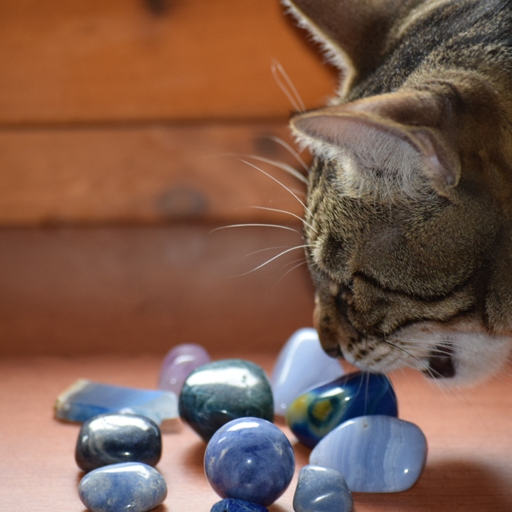my cat