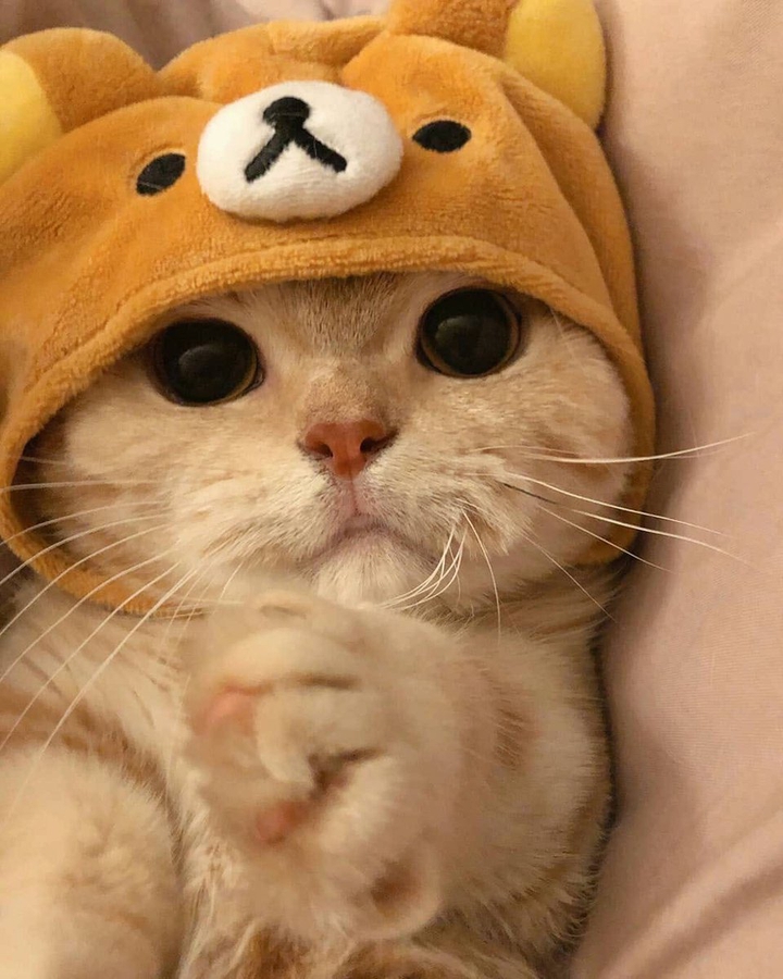 КОТИК