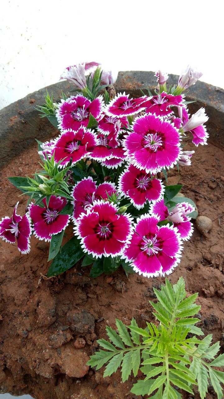 pink flowers