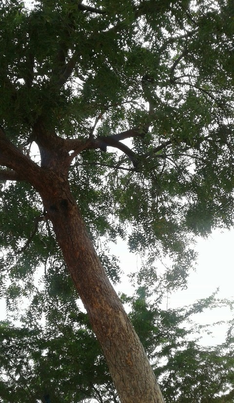 nature