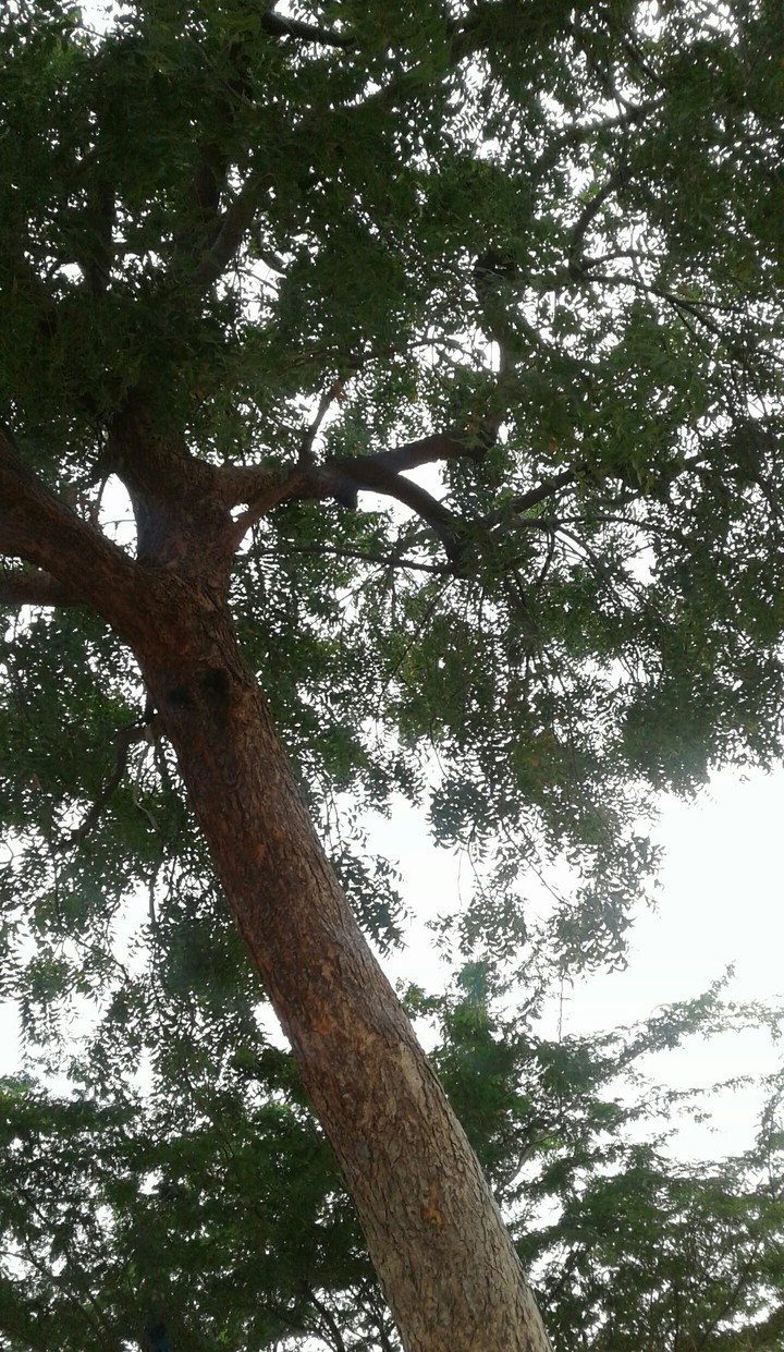 nature