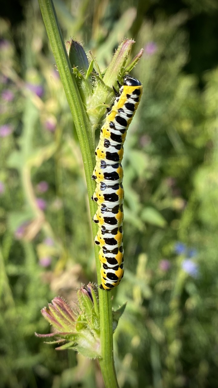 caterpillar