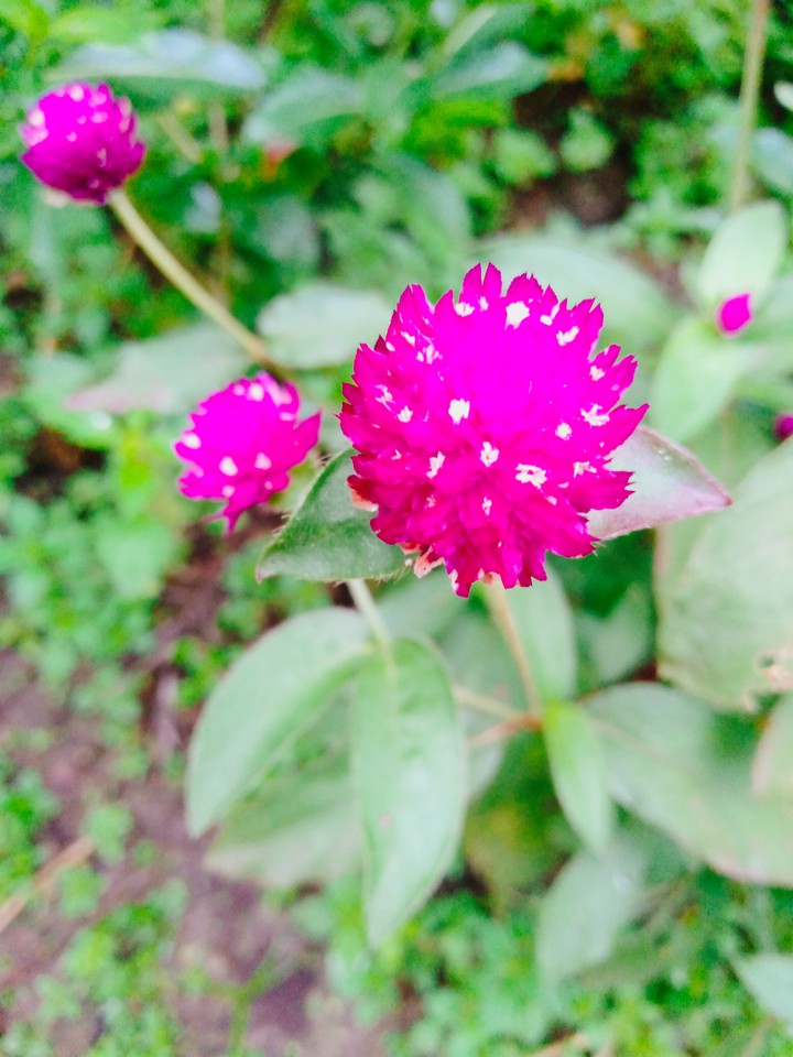 pink