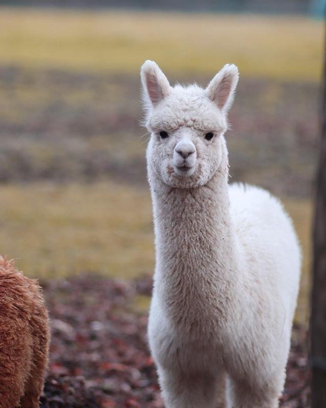 Alpaca