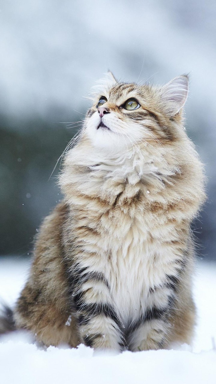 chat