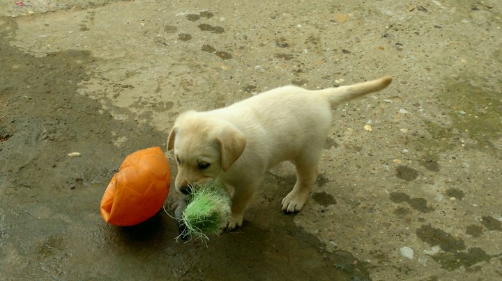 labrador