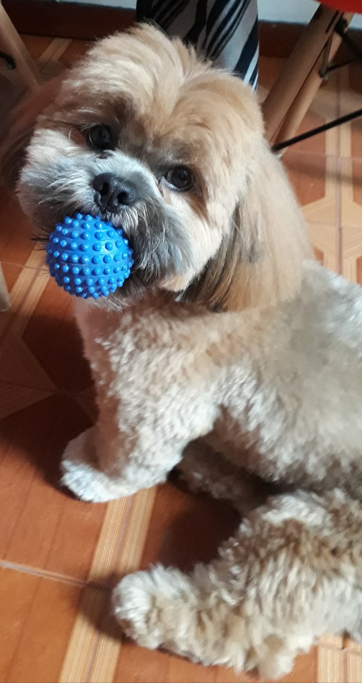 love dog
