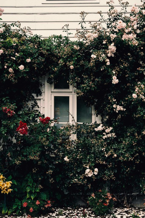 window surrened by flowers❤???????