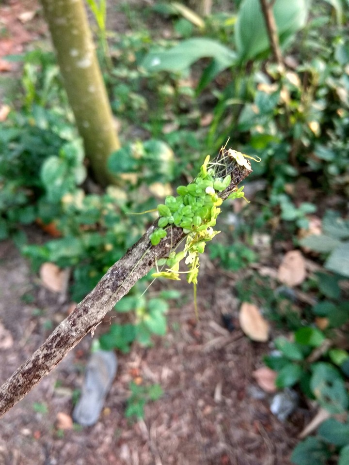 green algae