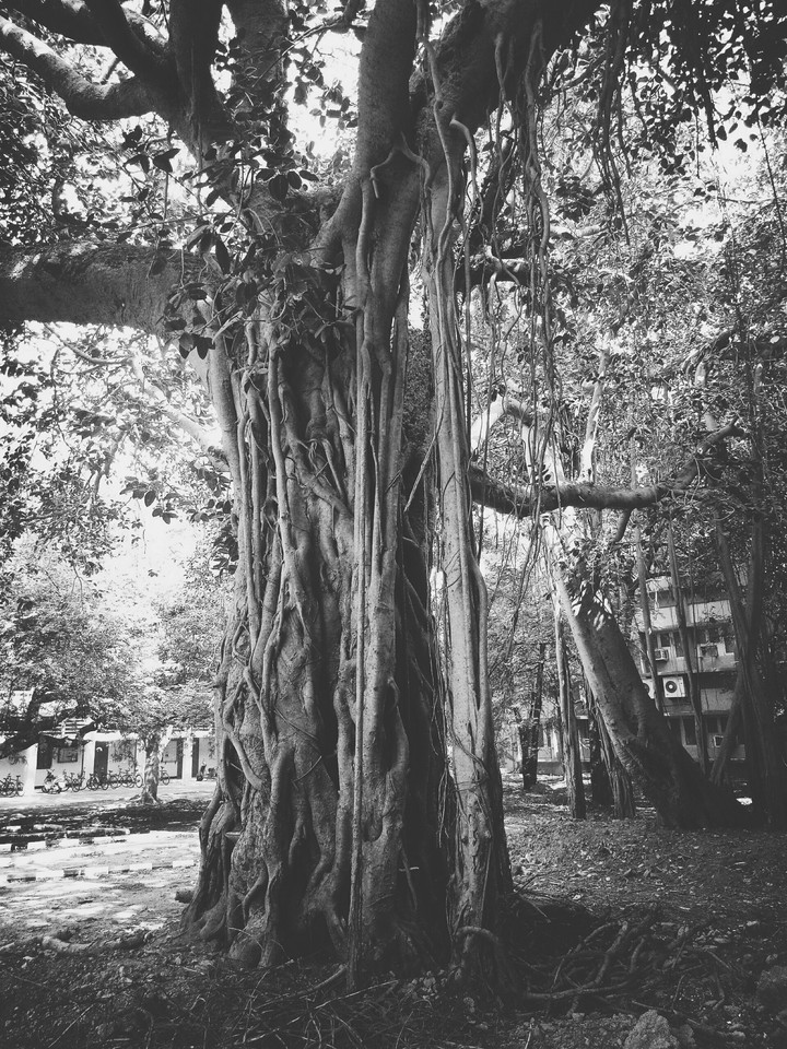 banyan