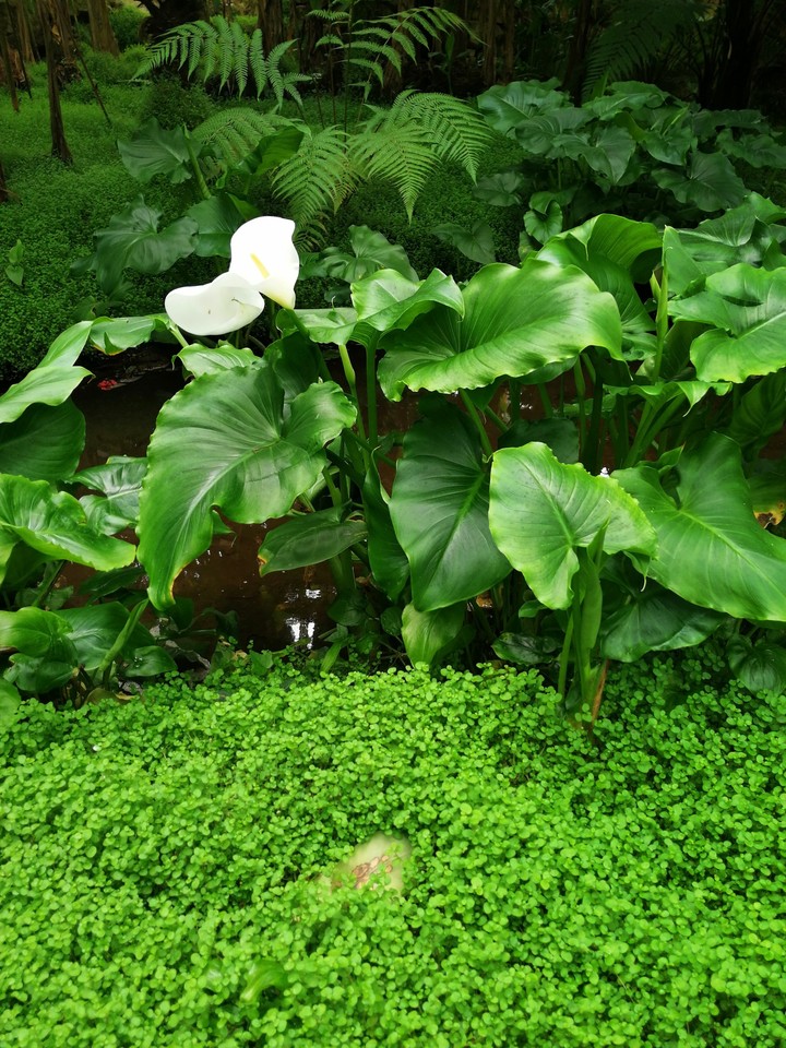 Green plants