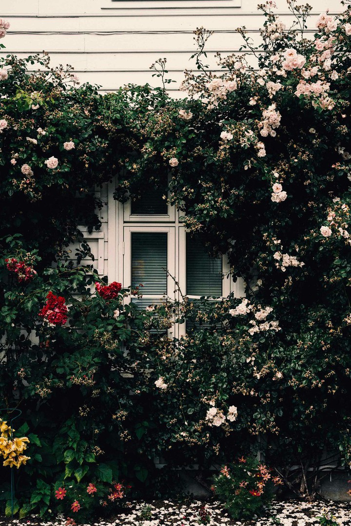 window surrened by flowers❤???????