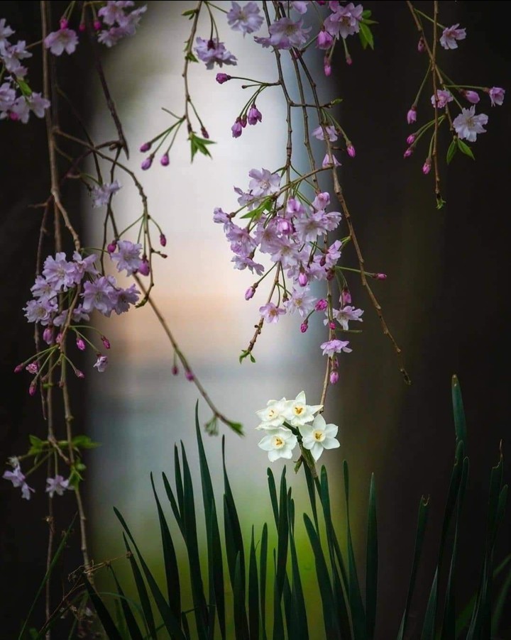 Cherry Blossom