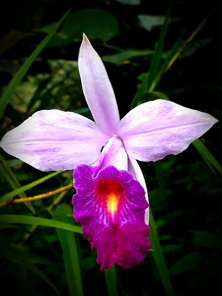 Orchid