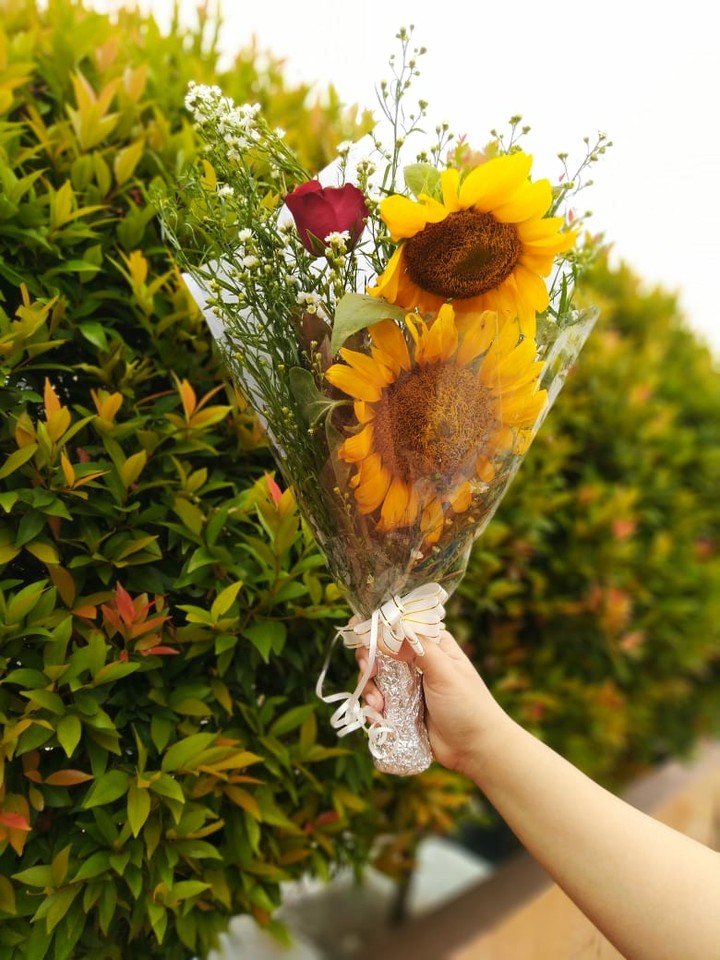 sunflower
