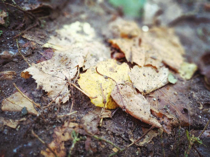 Autumn leaves