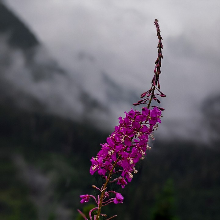 the Pink beauty
