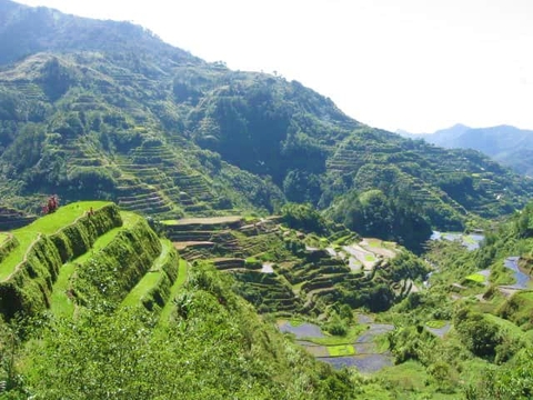 Rice terraces