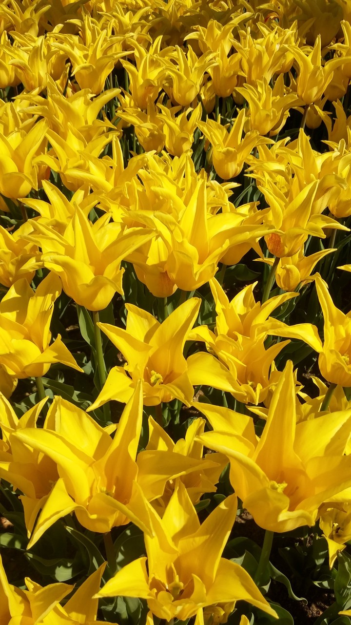 yellow tulips