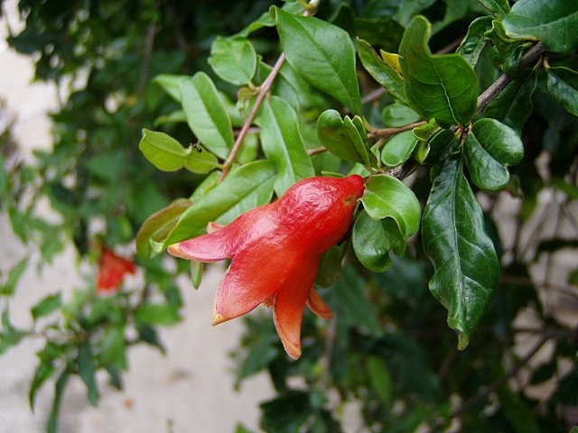 pomegranate flower