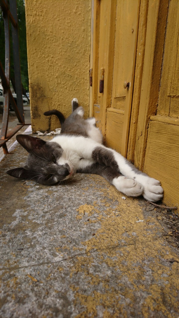 cat