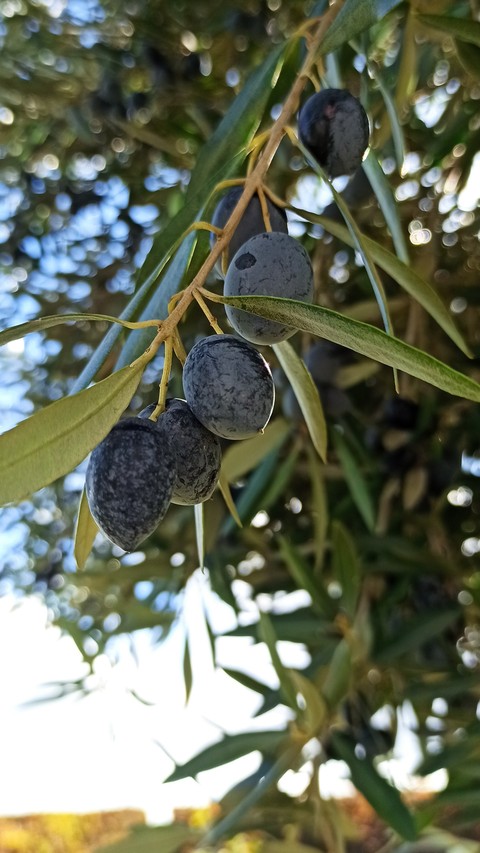 hình nền fruit, produce