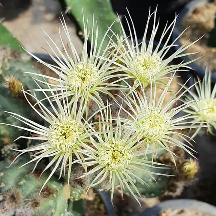 Cactus