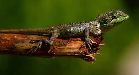 lacertidae, chameleon wallpapers