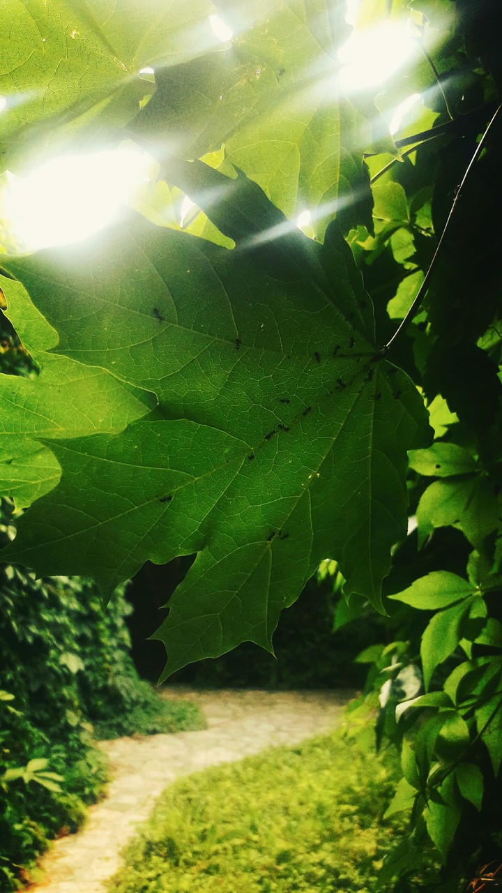 Ants on a leaf