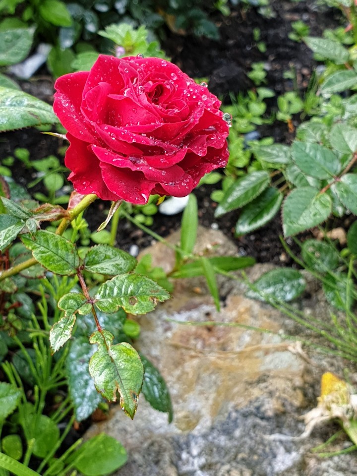 New doses of roses