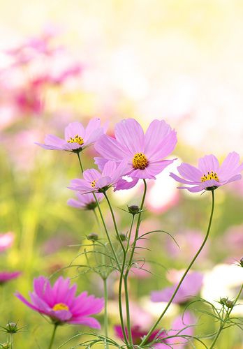 Pink flowers.