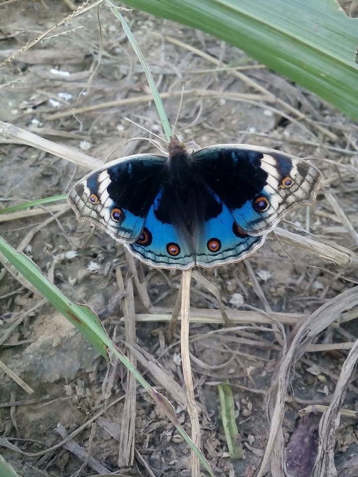 Butterfly