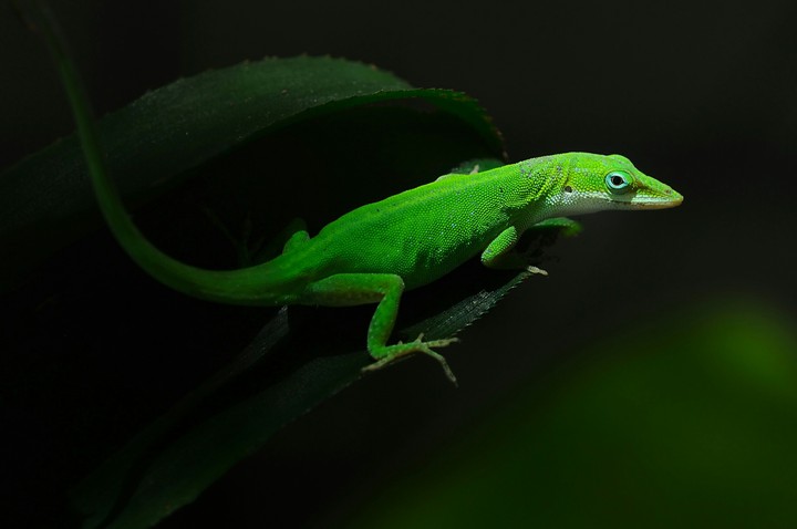 lizard