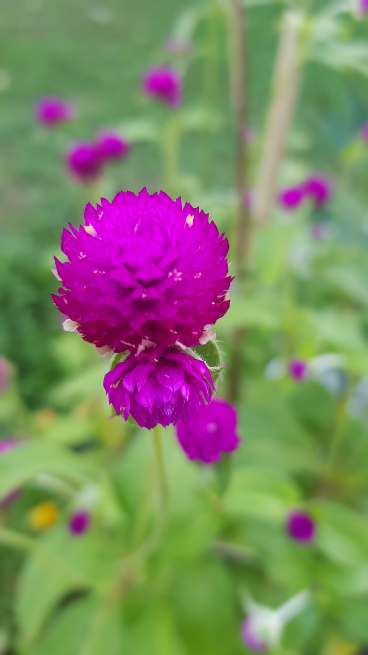 purple flower
