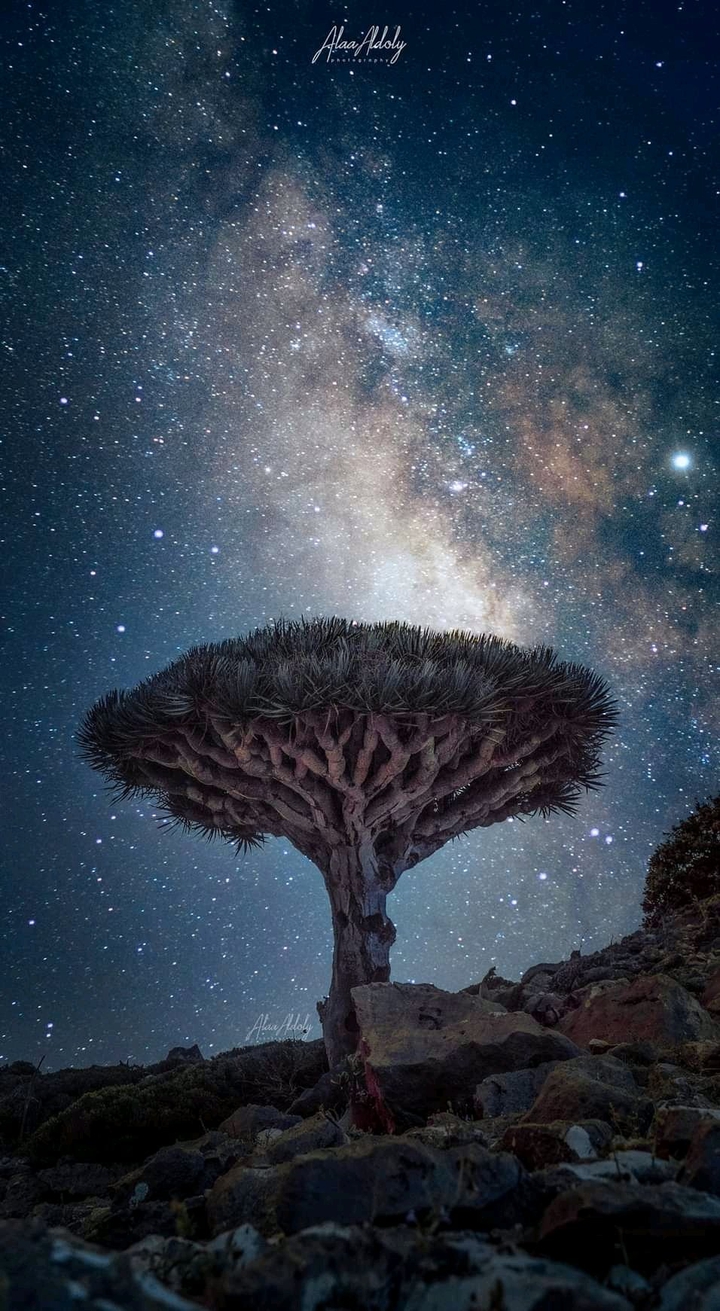 YEMEN SOCOTRA ISLAND