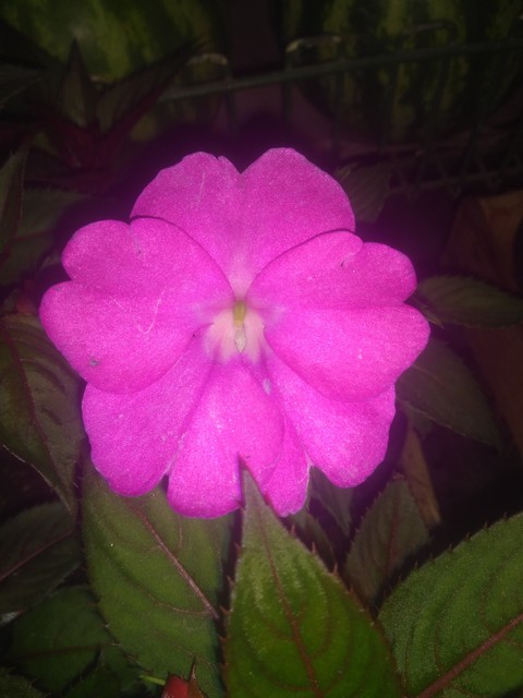 flor