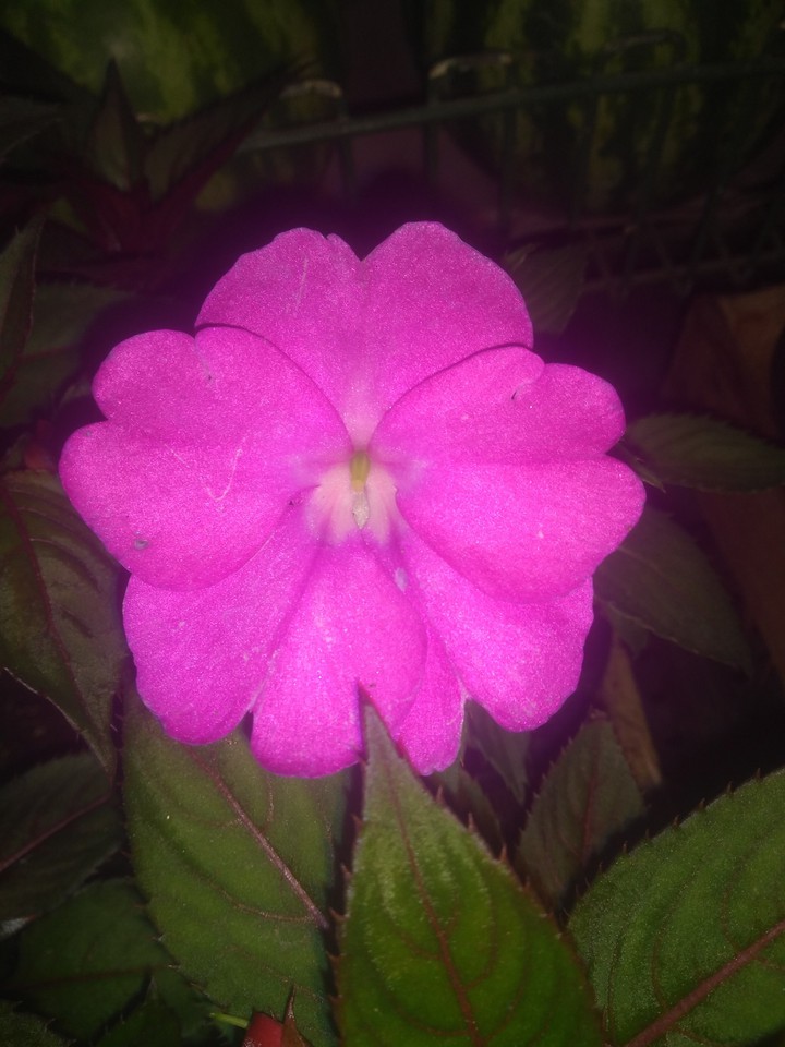flor