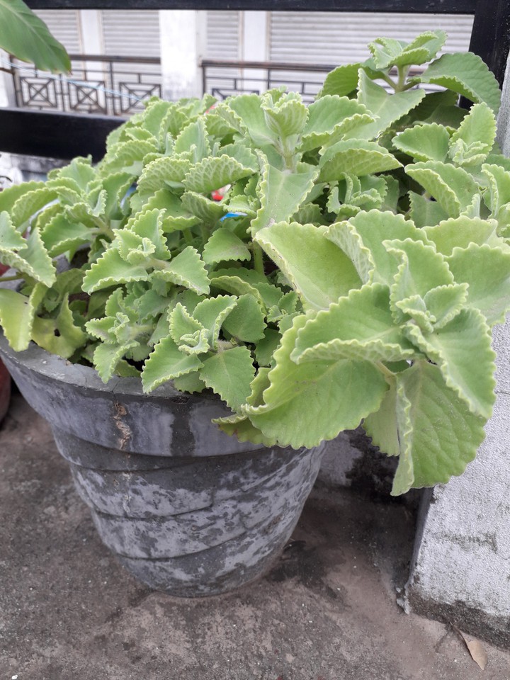ajwain podha