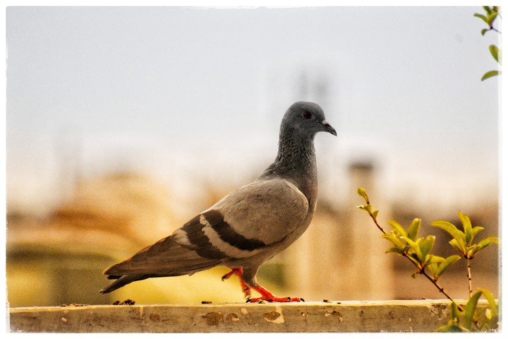 "Birds are the most accomplished aeronauts the world has eve