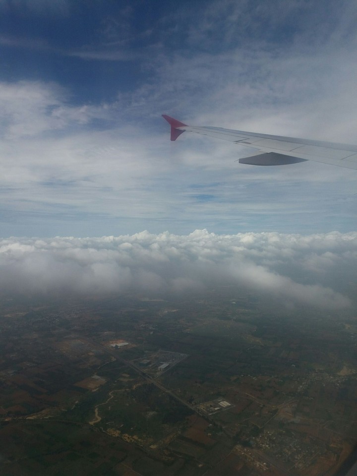 wings