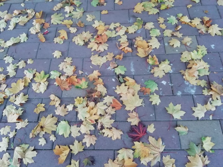 Мозайка осени