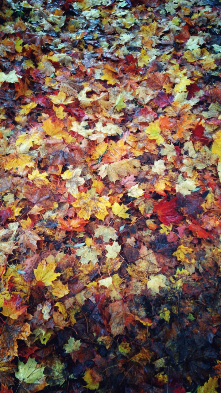 autumn