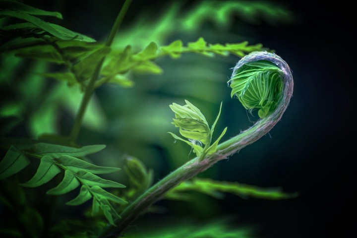 Fern
